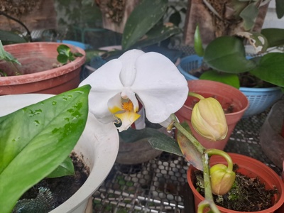 蘭花